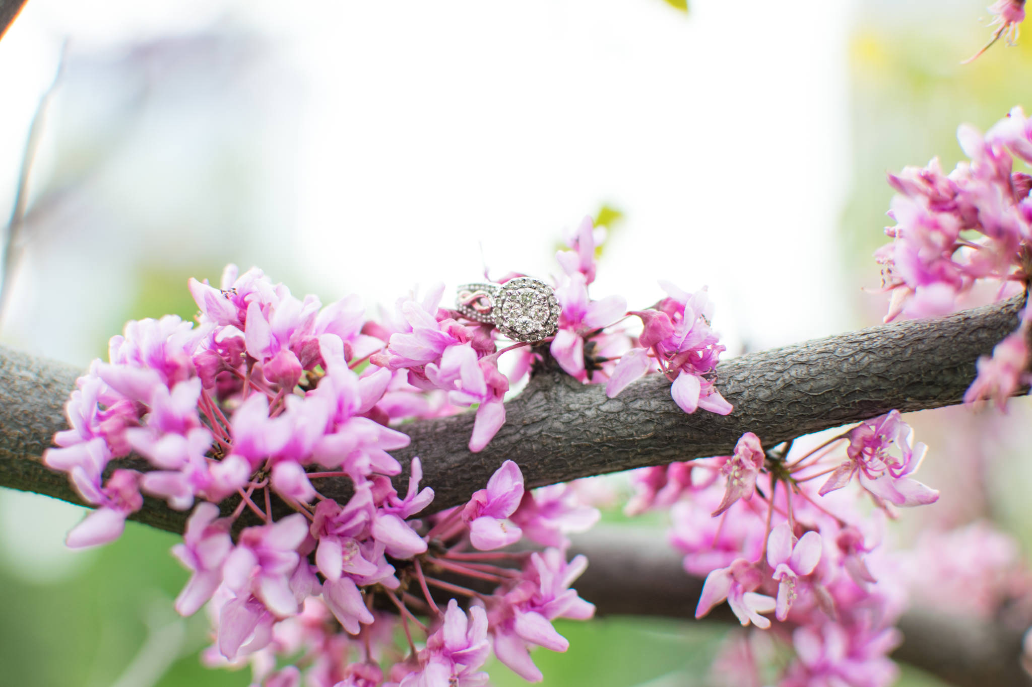 engagement ring sits in the pink flowers of a tree