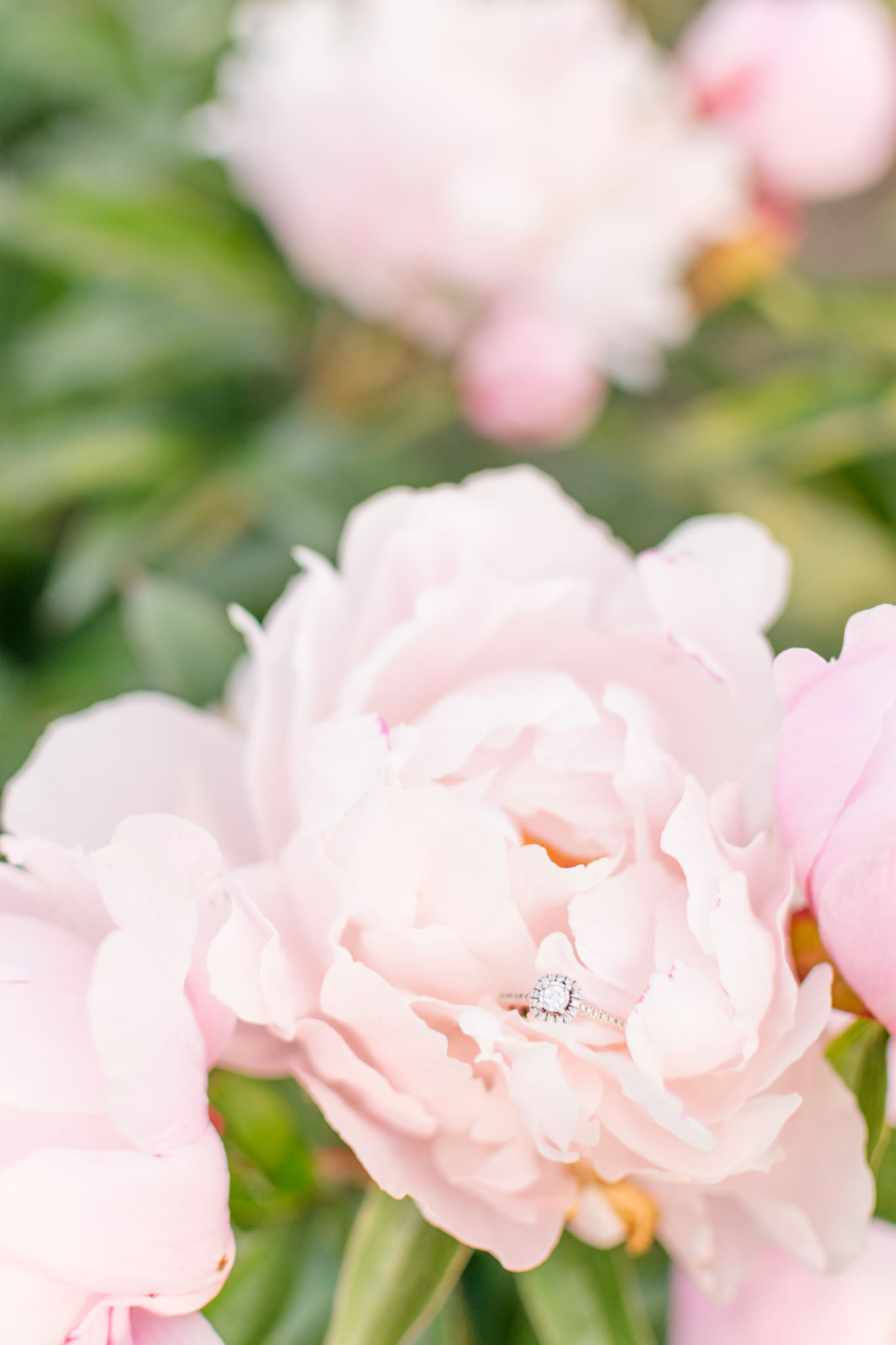 Engagement ring in pink peony during engagement session.