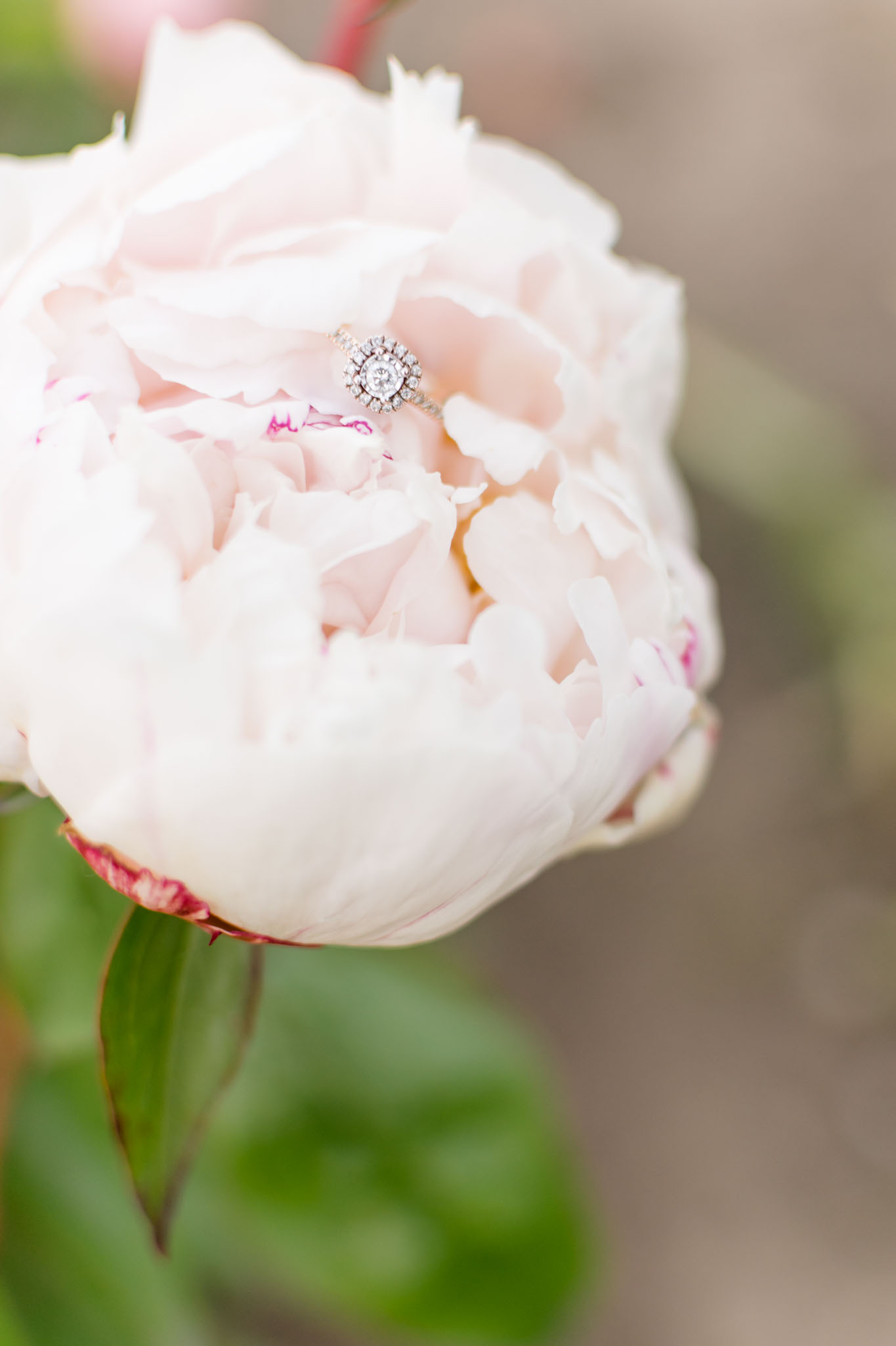 White peony with engagement ring sitting on petals.
