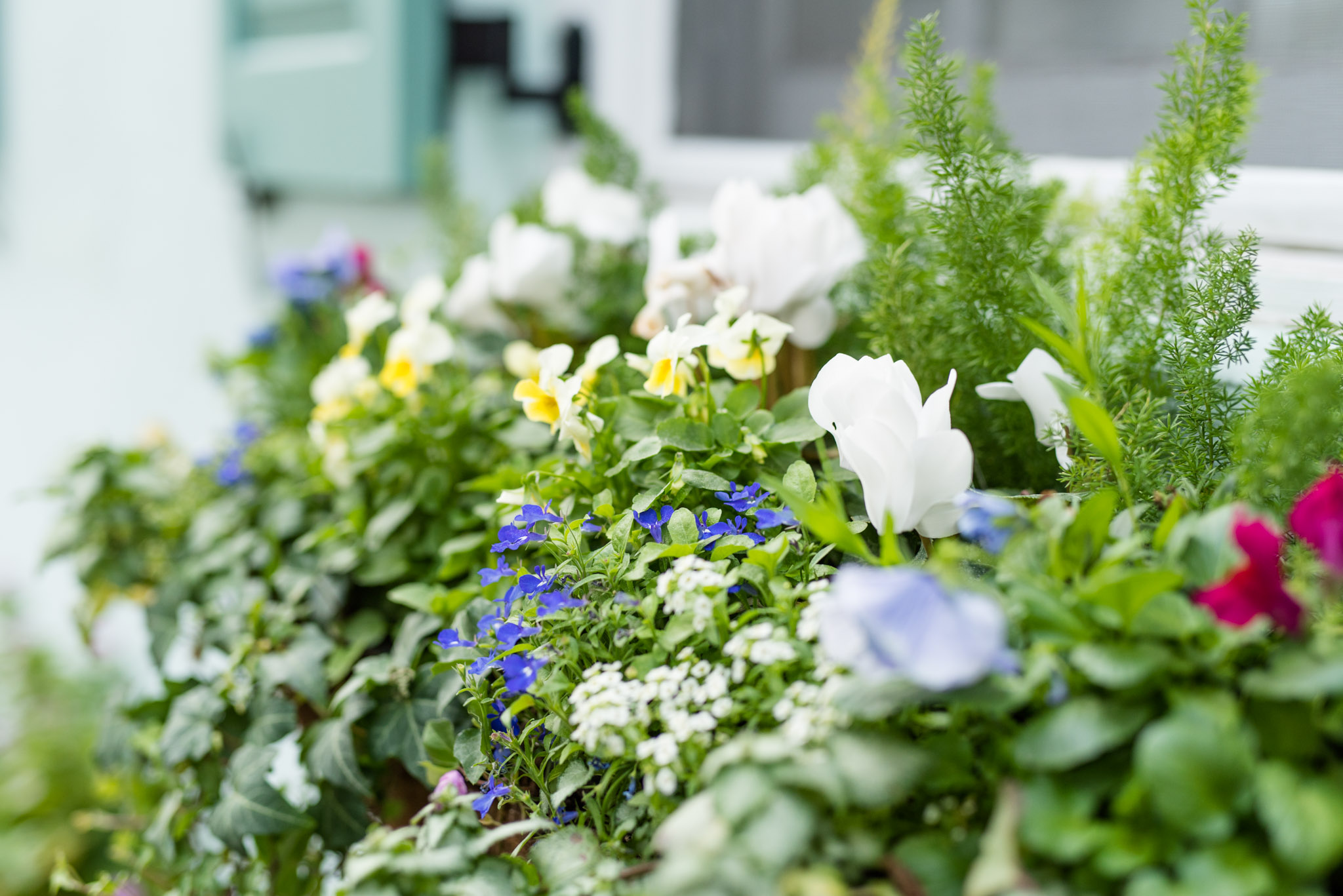Purple and white flowers in planter box