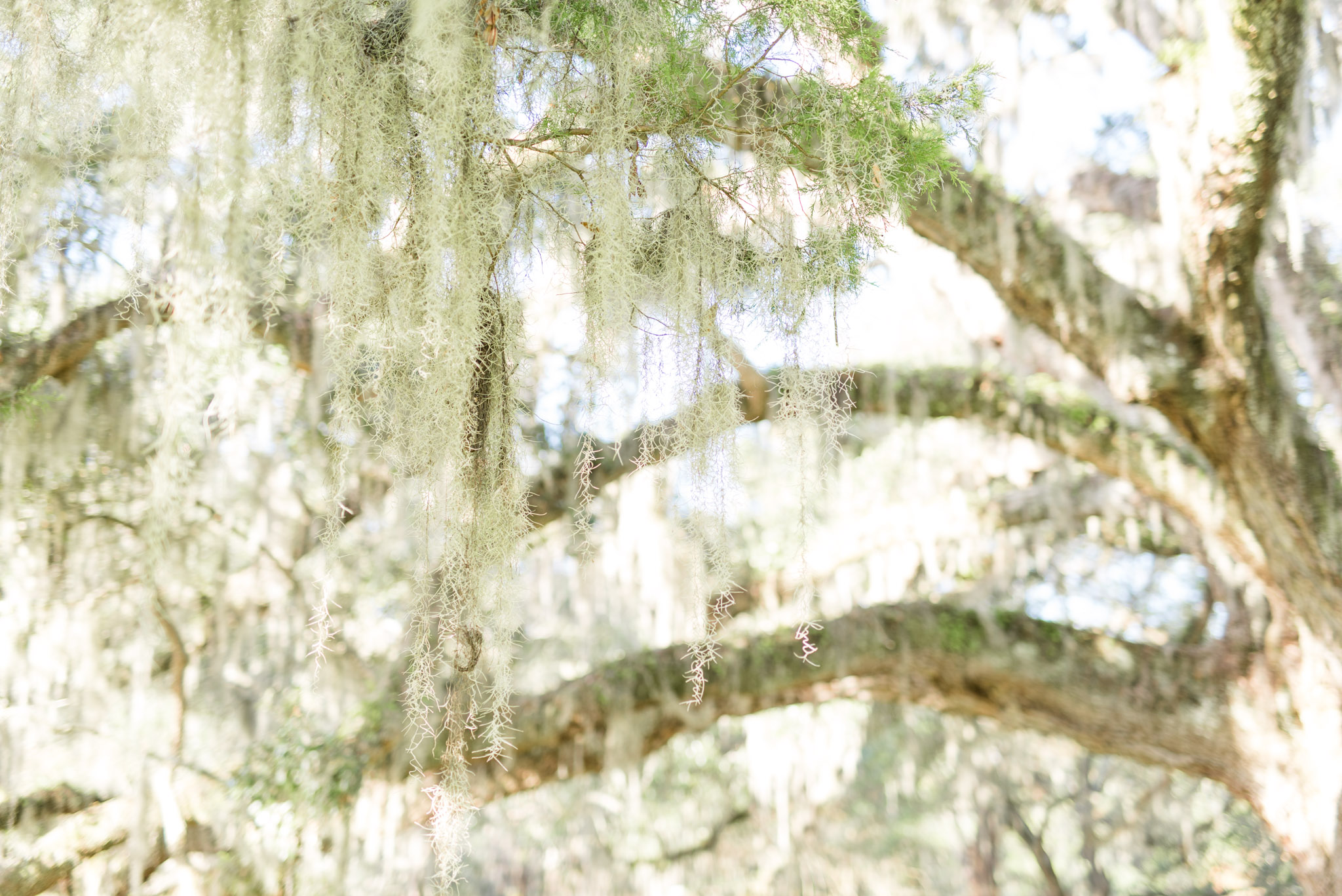 Charleston Spanish moss hanging from tree