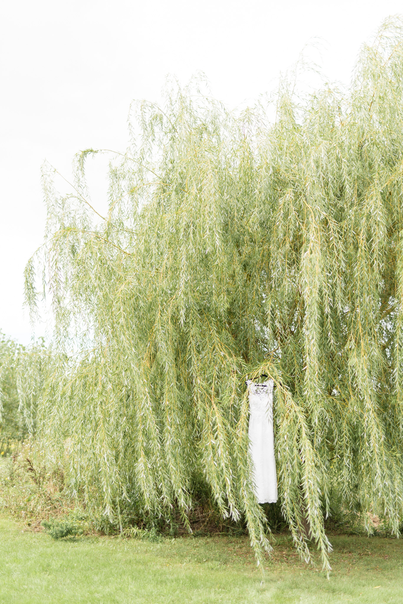 Wedding dress hangs in willow tree.