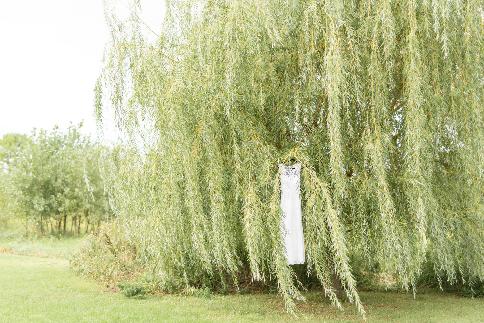 Wedding dress hangs in tree.