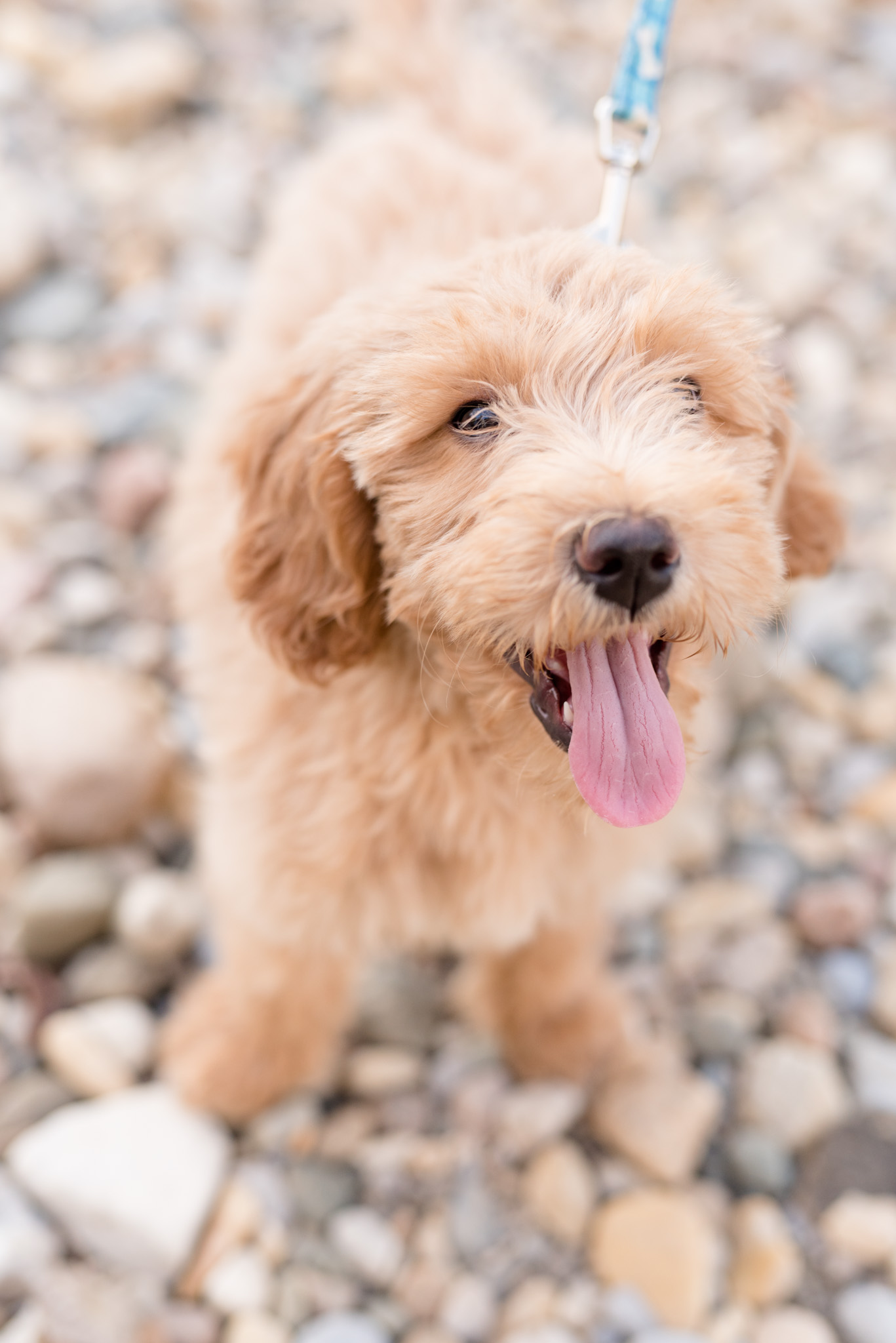 Goldendoodle puppy looks at camera.