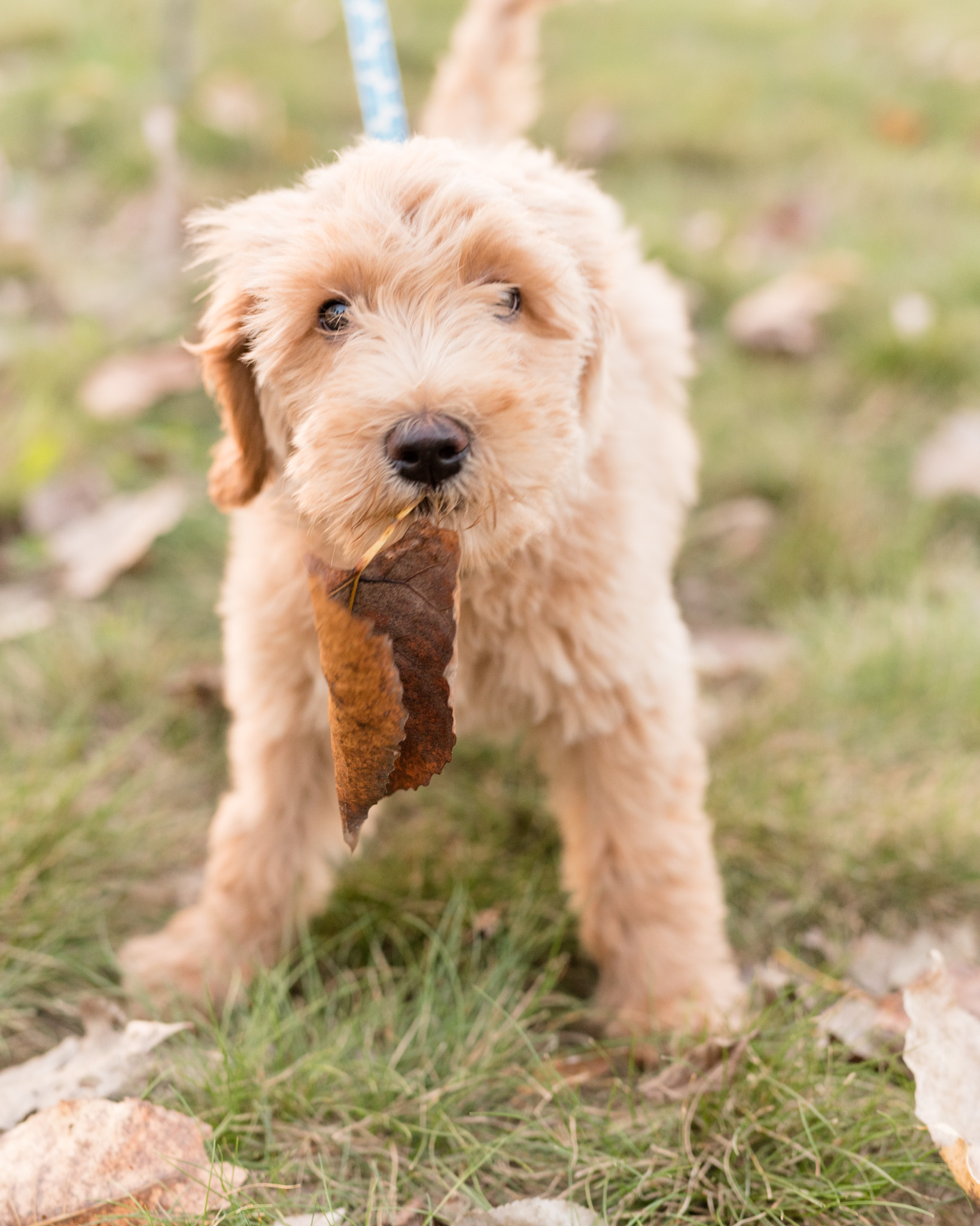 Goldendoodle puppy holds leaf in mouth.