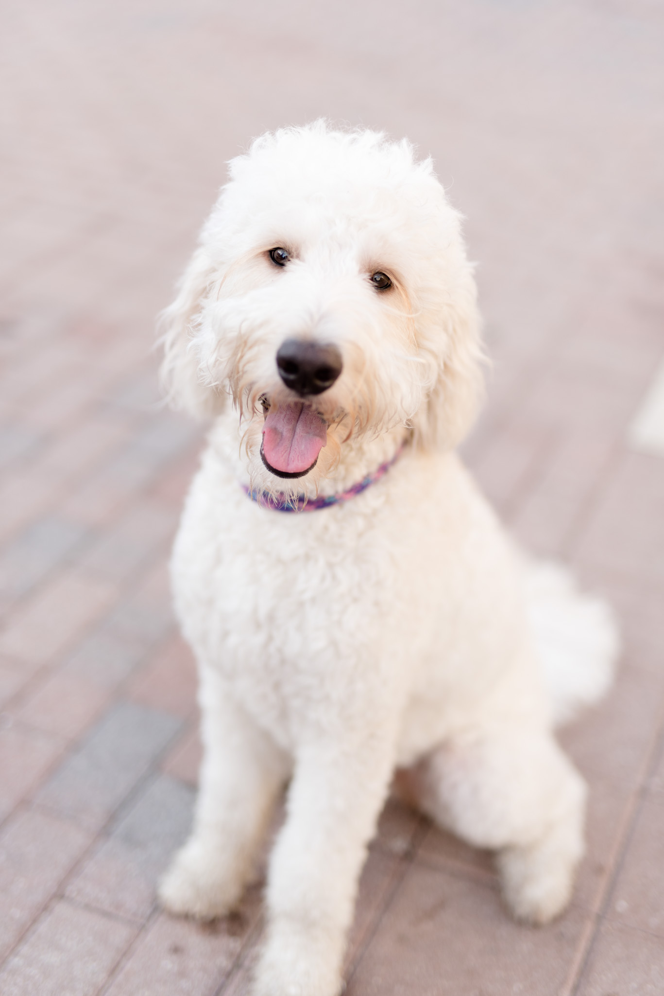 Goldendoodle looks at camera.