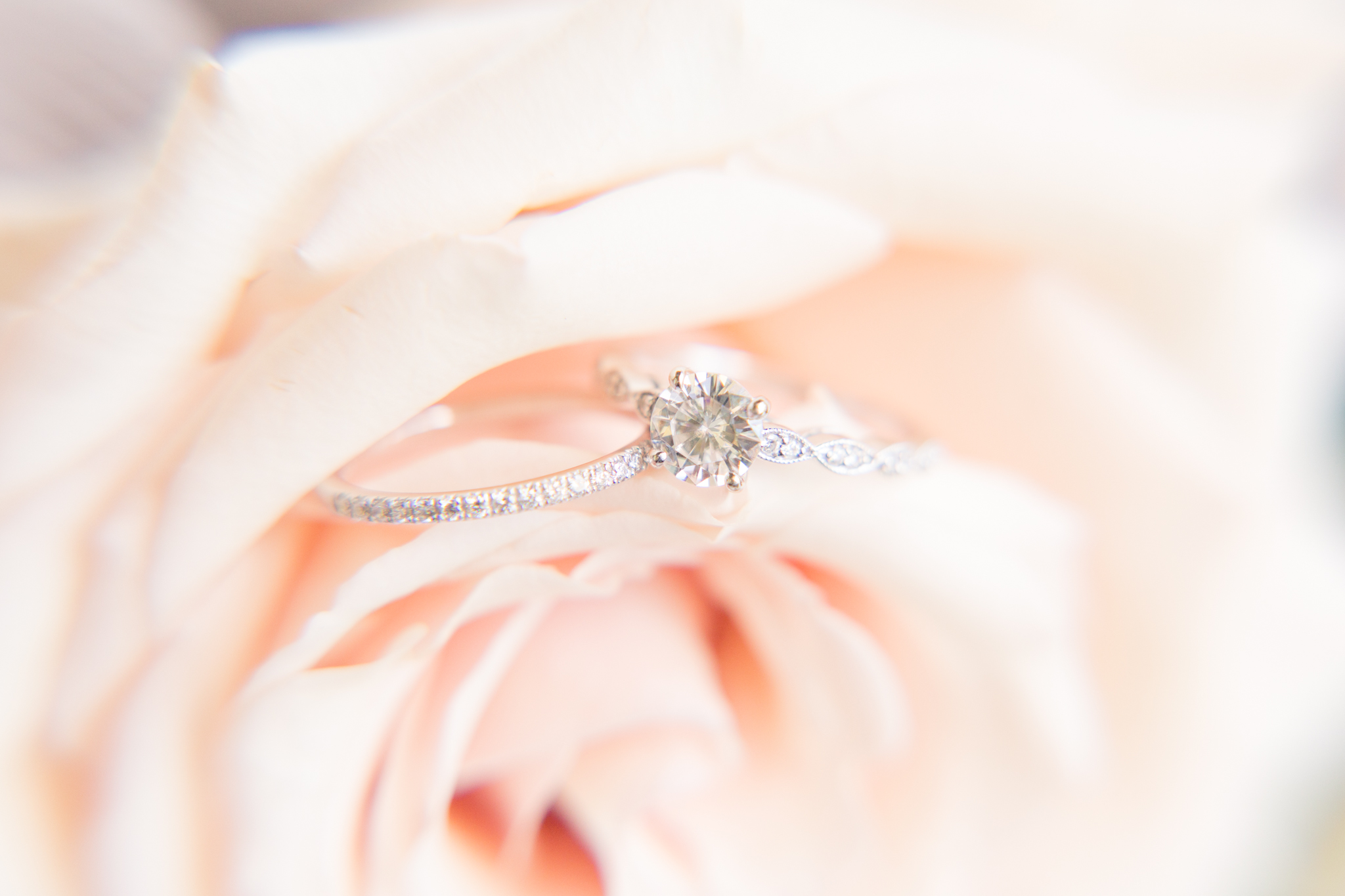 Bridal rings sit in pink rose.