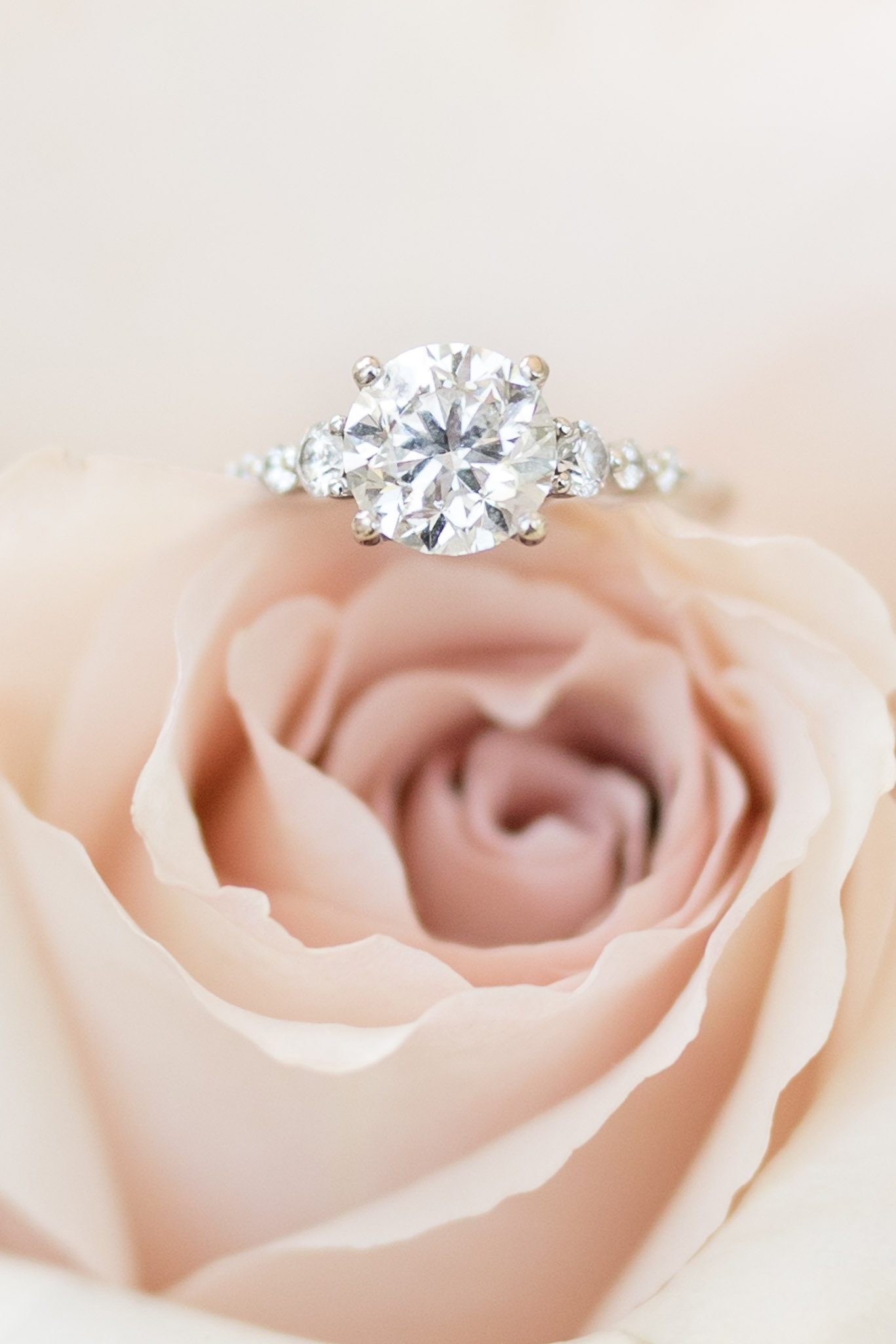 Closeup of engagement ring sitting on rose.