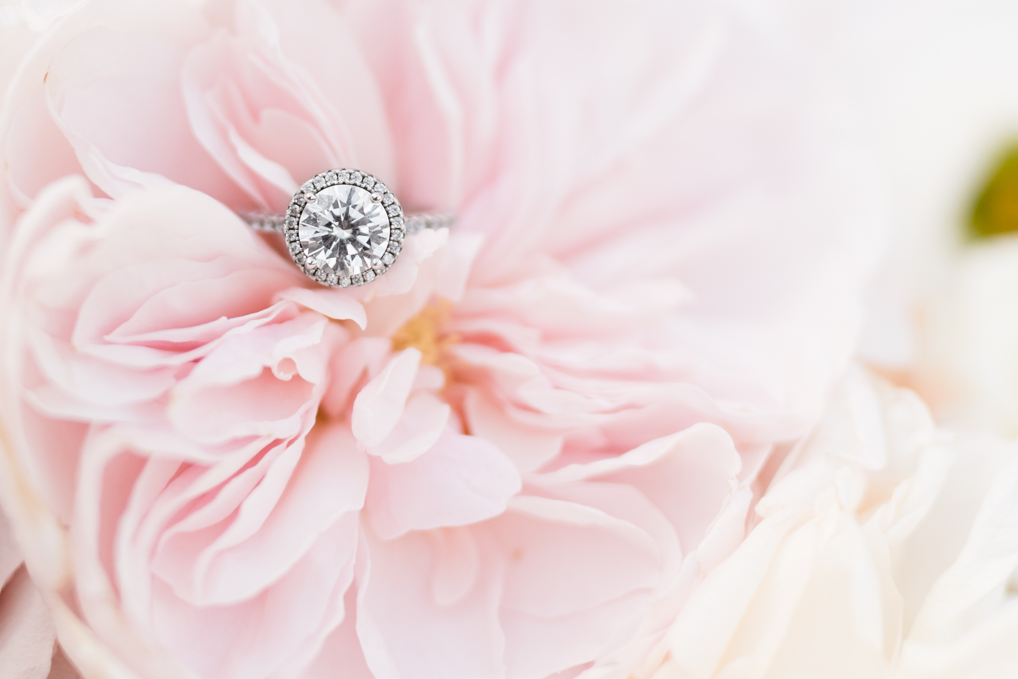 Round engagement ring sits in pink flowers.