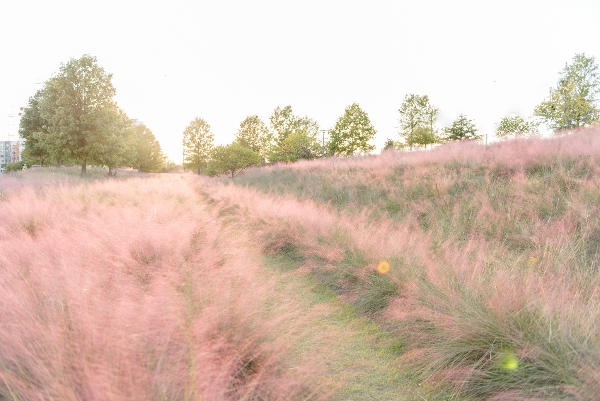 field of pink bushes