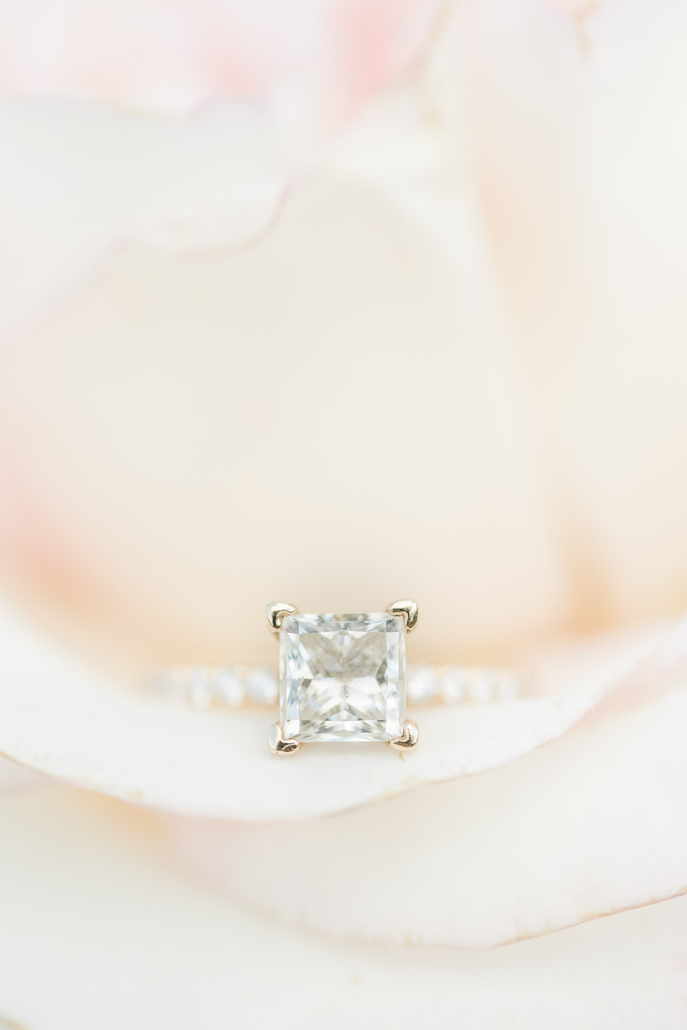 Engagement ring sits in cream rose.