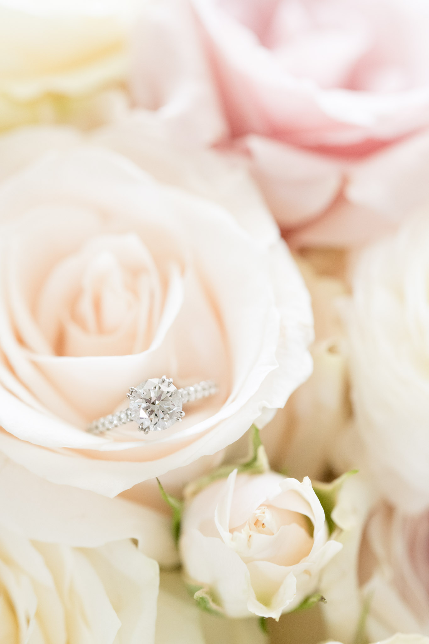 Engagement ring sits in pink rose.